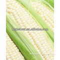 White maize Seeds For Cultivation